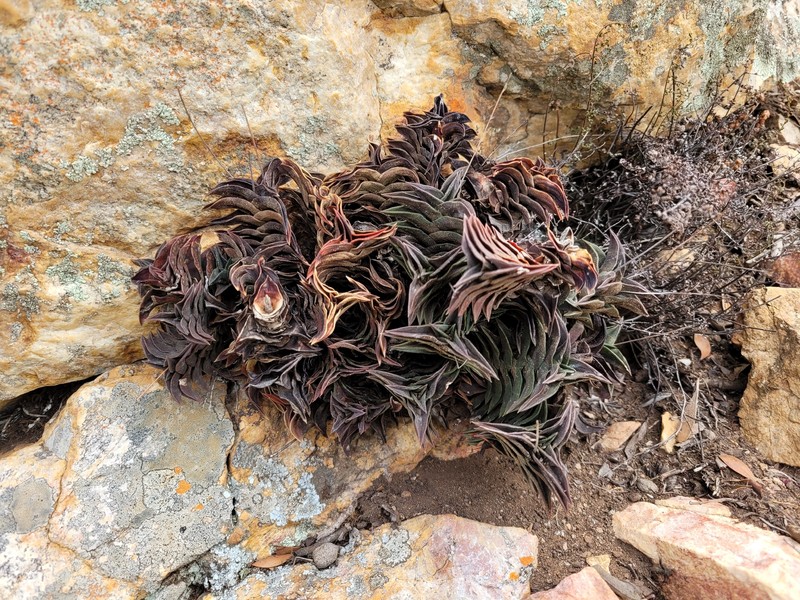Haworthiopsis viscosa var. viscosa photo 3