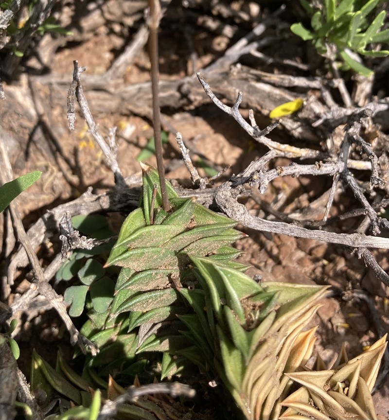 Haworthiopsis viscosa var. viscosa photo 4