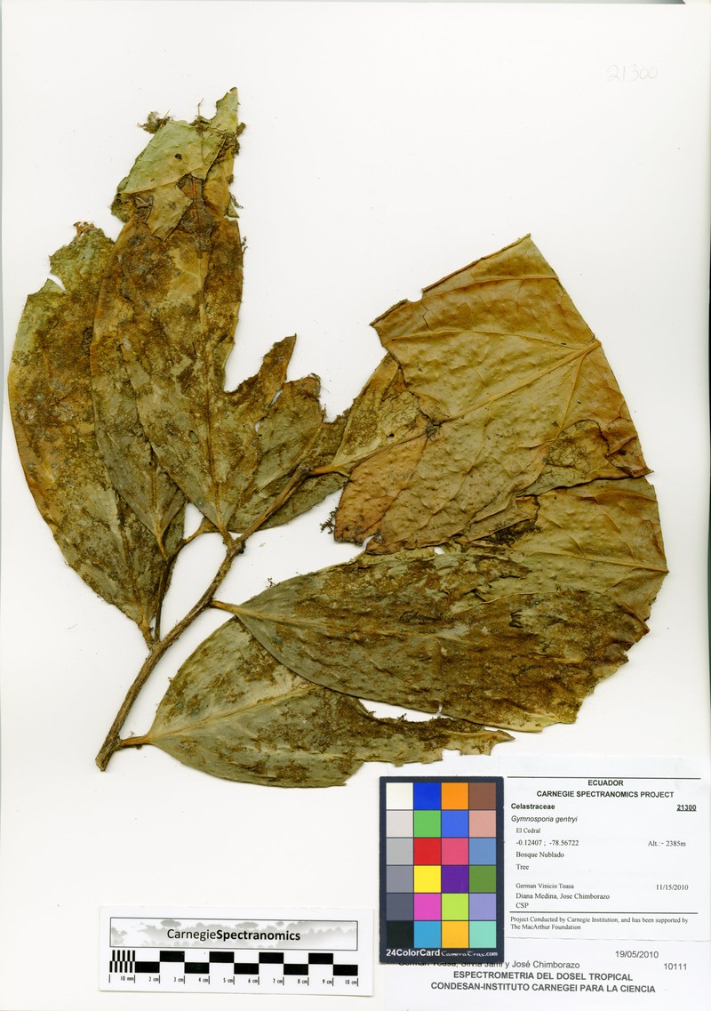 Haydenoxylon gentryi