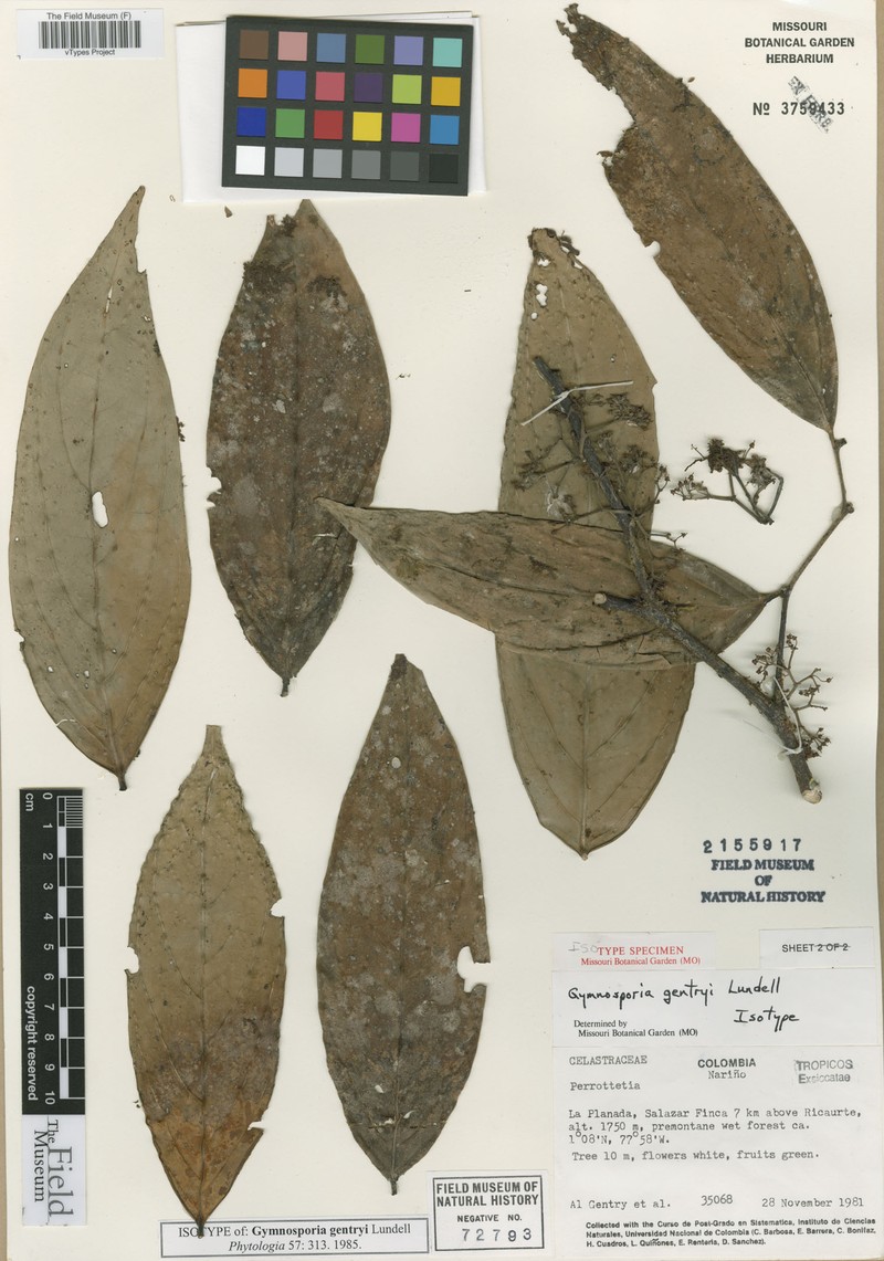 Haydenoxylon gentryi photo 2