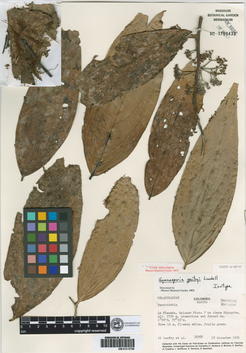 Haydenoxylon gentryi photo 3