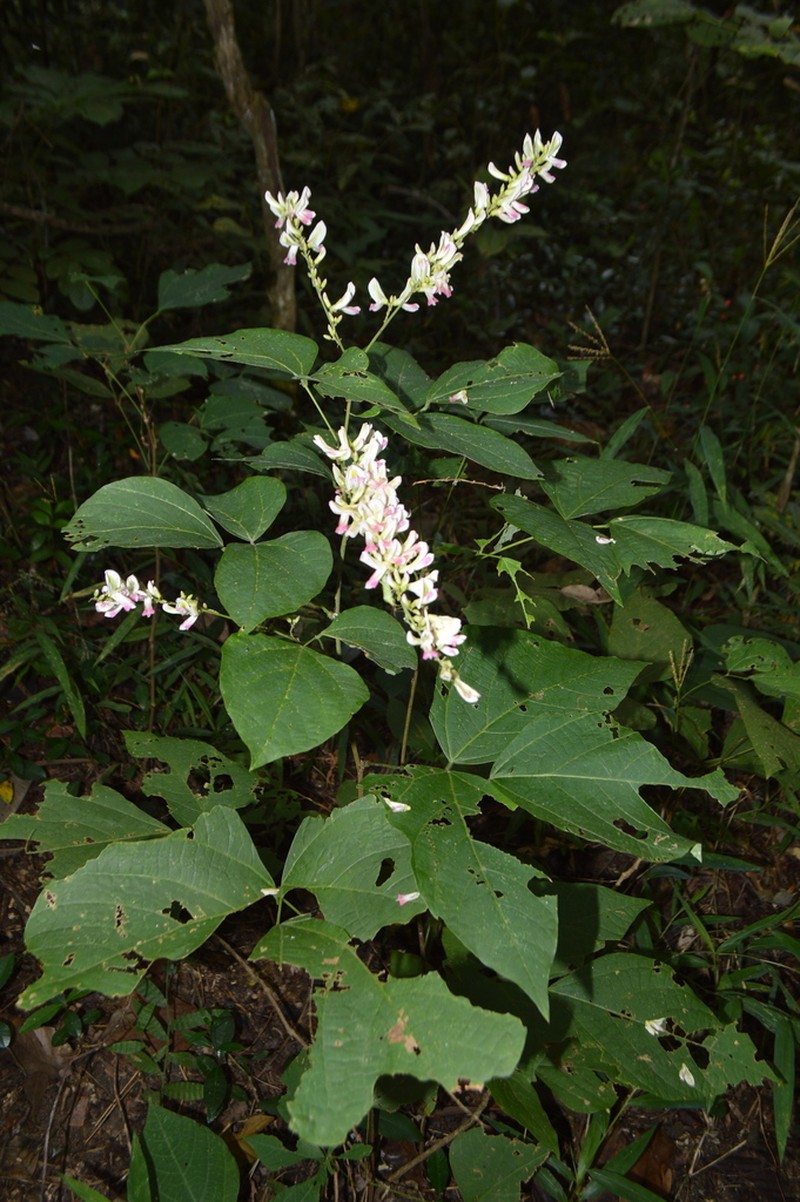 Haymondia wallichii photo 2