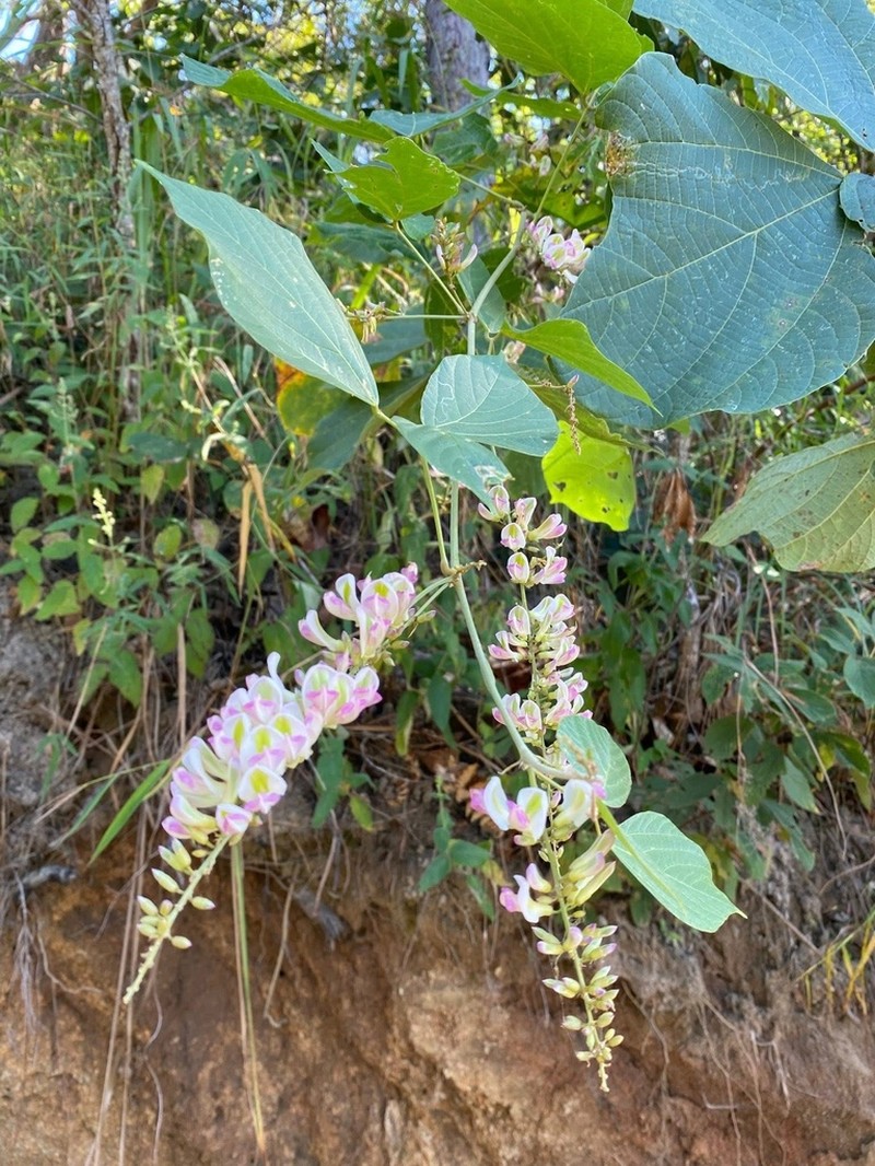 Haymondia wallichii photo 3