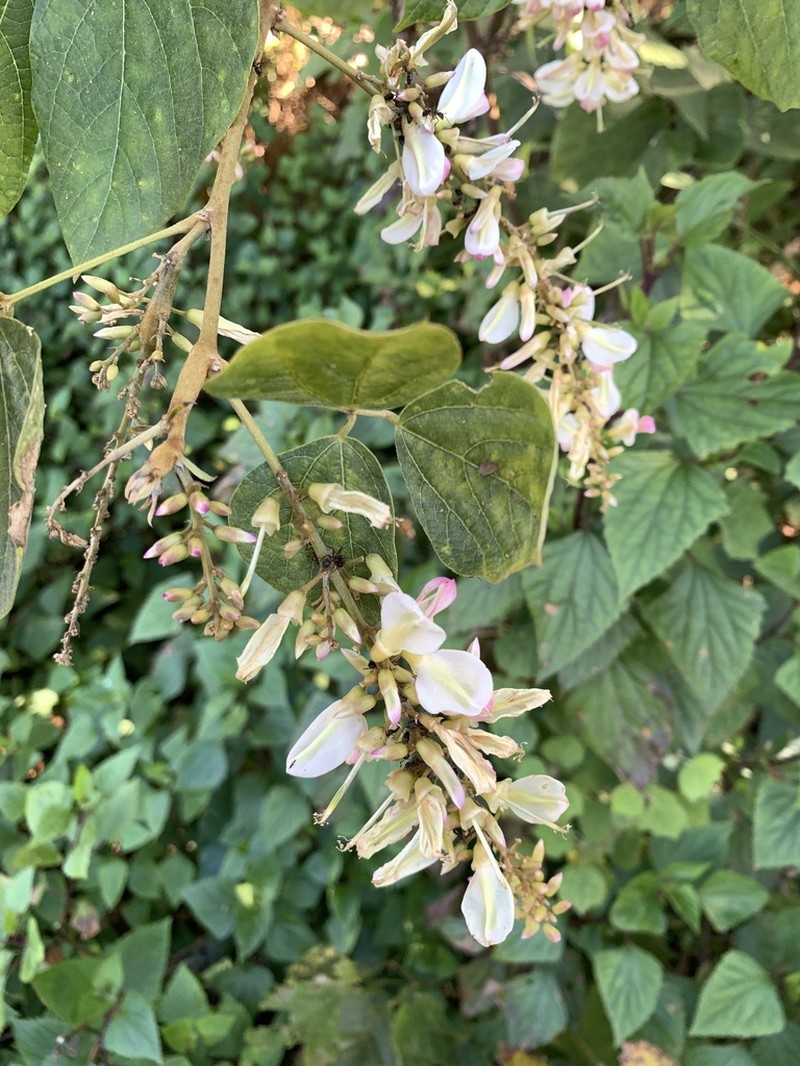 Haymondia wallichii photo 4