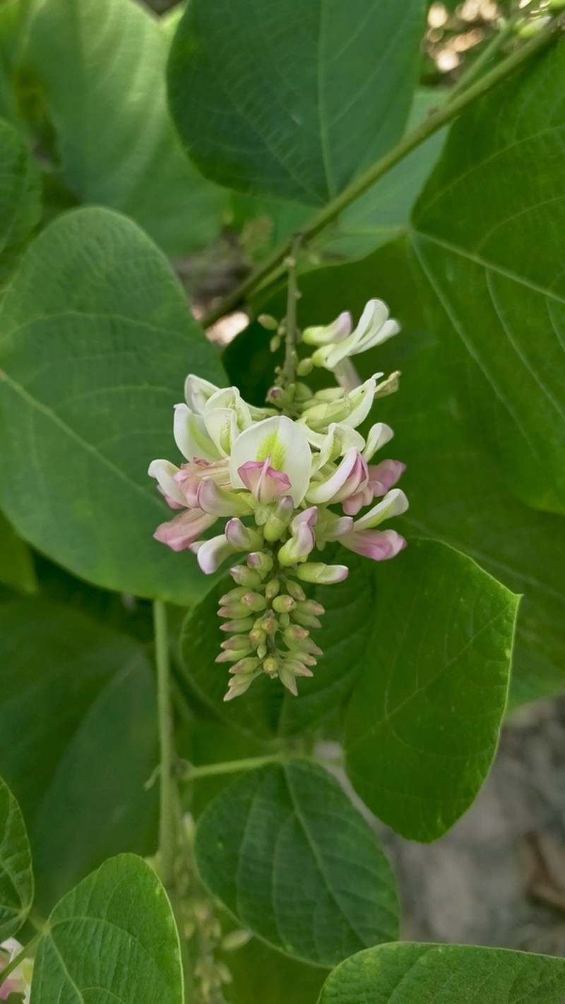 Haymondia wallichii photo 5