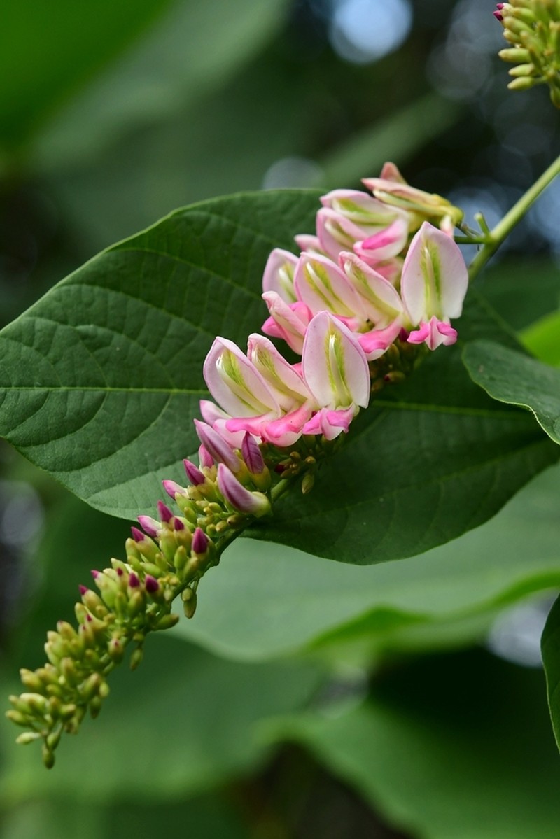 Haymondia wallichii photo 6