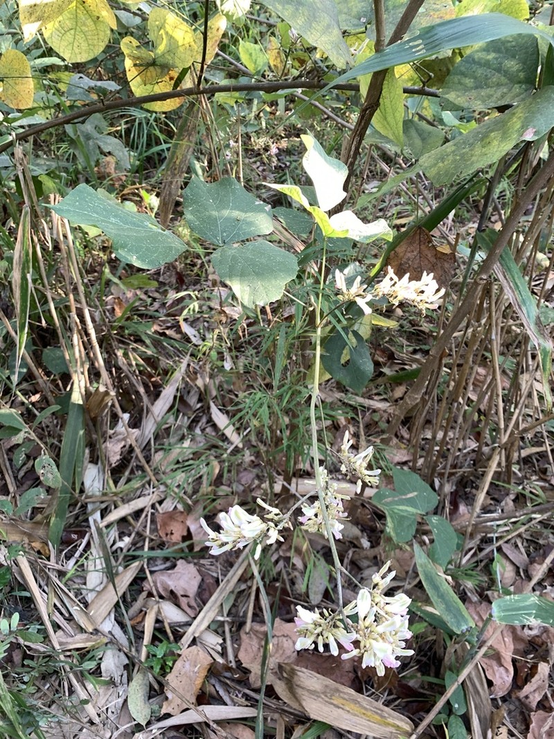 Haymondia wallichii photo 8