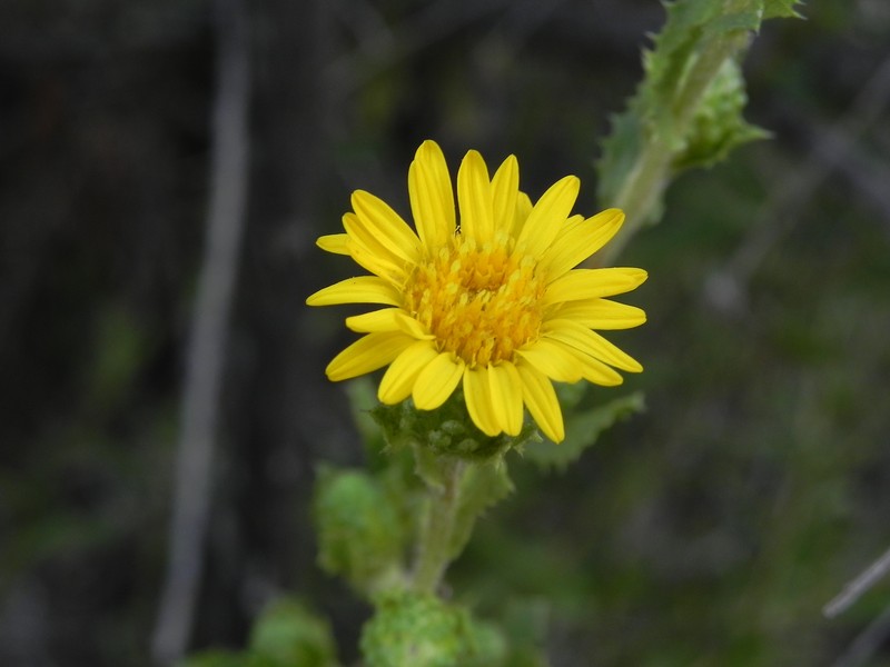Hazardia berberidis