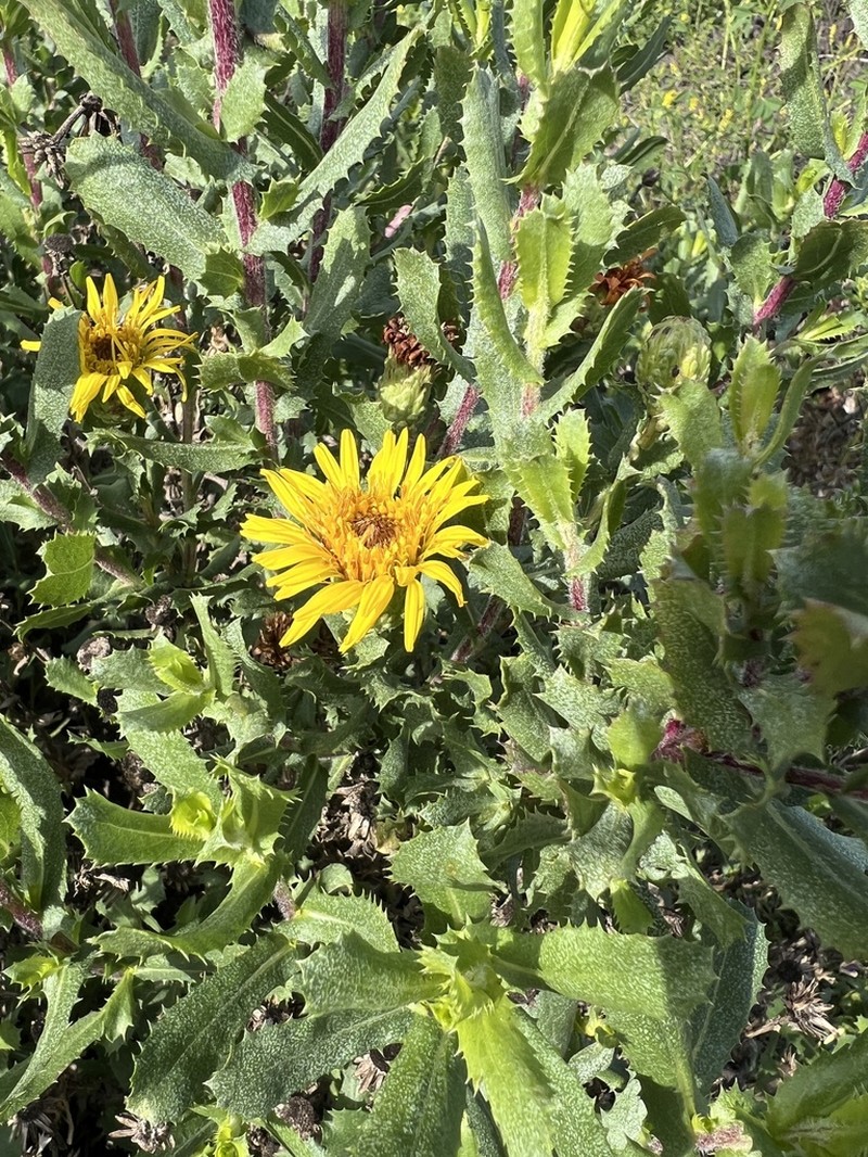 Hazardia berberidis photo 3