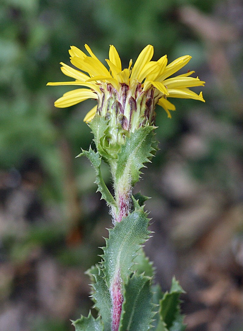 Hazardia berberidis photo 4