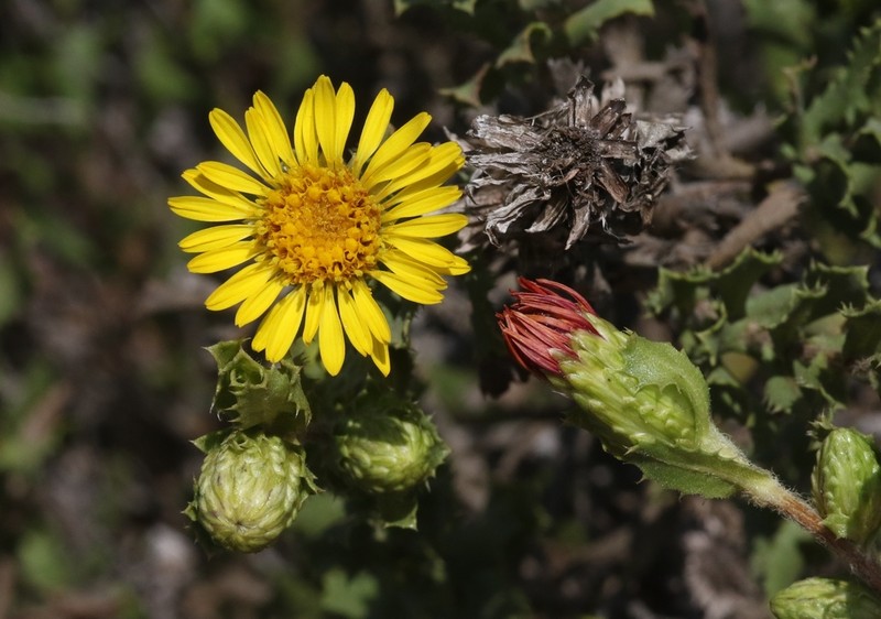 Hazardia berberidis photo 6