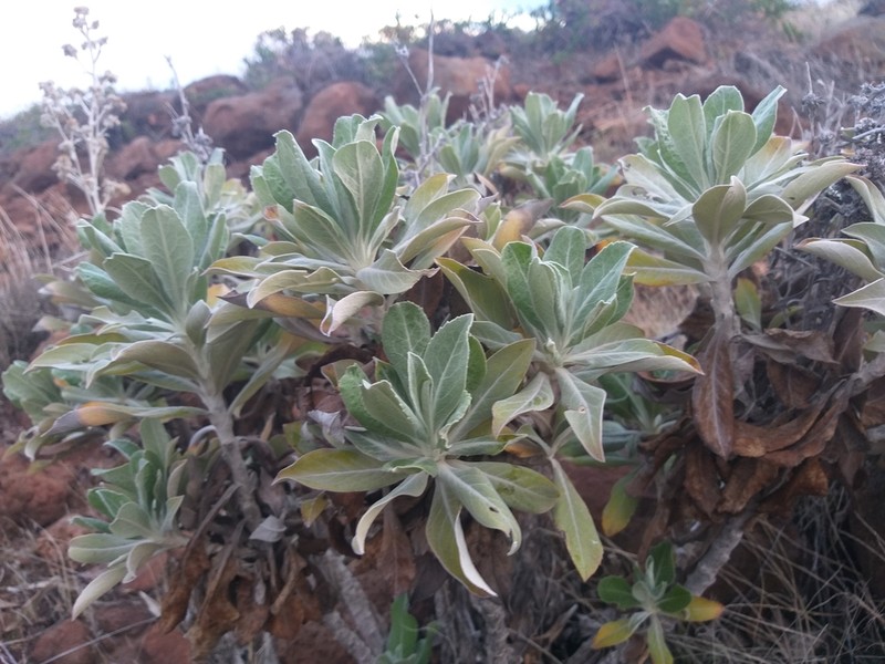 Island Hazardia photo 3