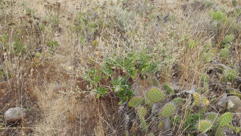 Island Hazardia photo 5
