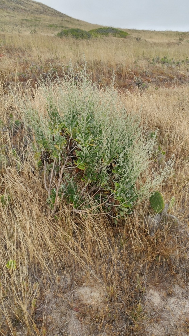 Island Hazardia photo 6
