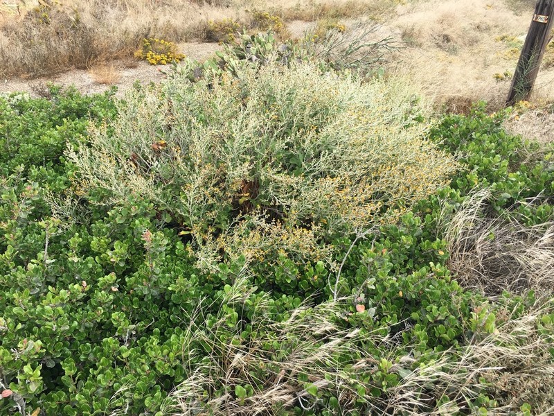 Island Hazardia photo 7