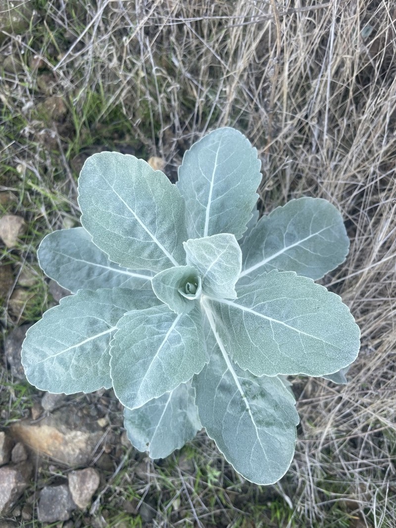 Island Bristleweed