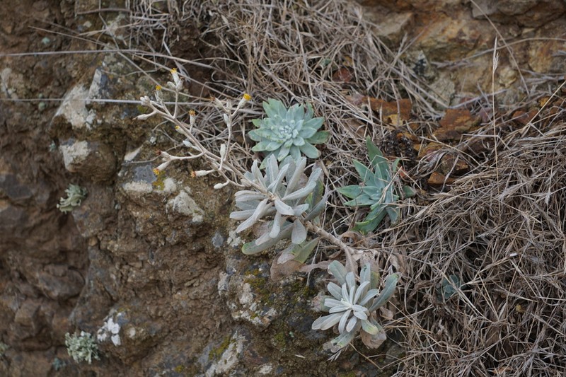 Island Bristleweed photo 2