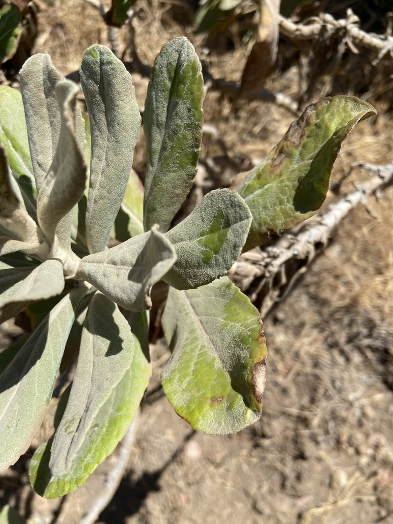 Island Bristleweed photo 3