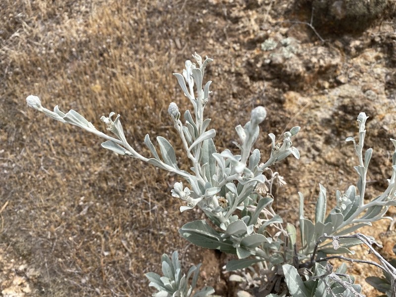 Island Bristleweed photo 4
