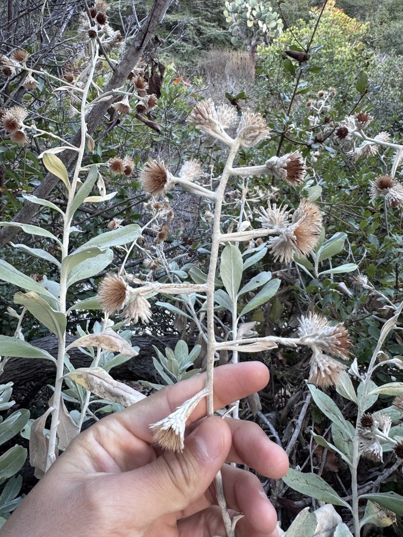 Island Bristleweed photo 5