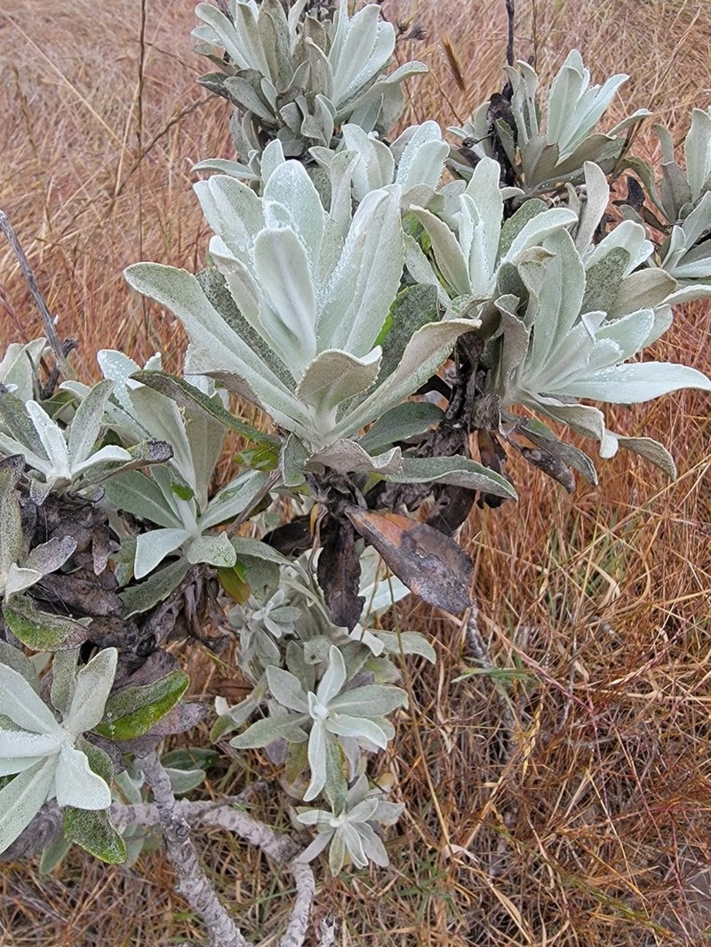 Island Bristleweed photo 6