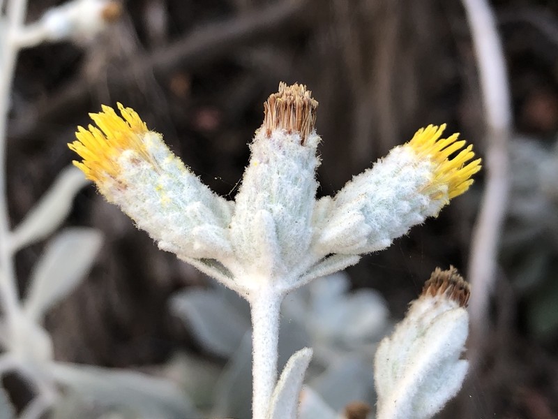 Island Bristleweed photo 7