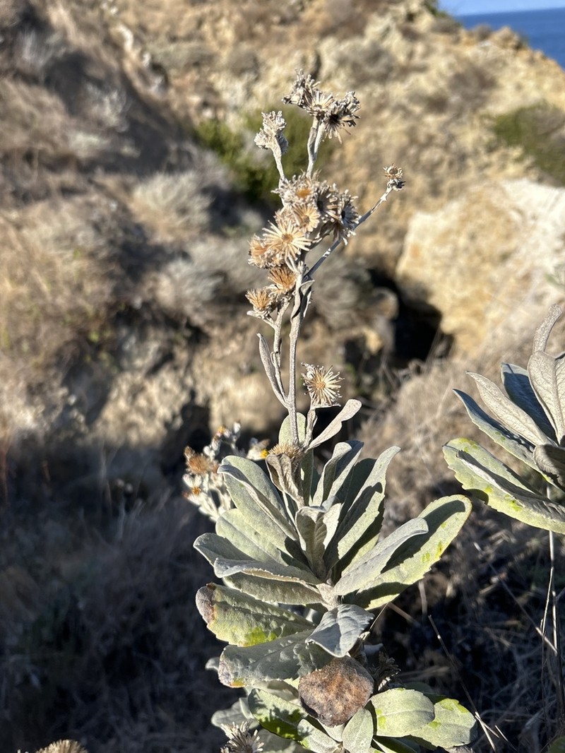 Island Bristleweed photo 8