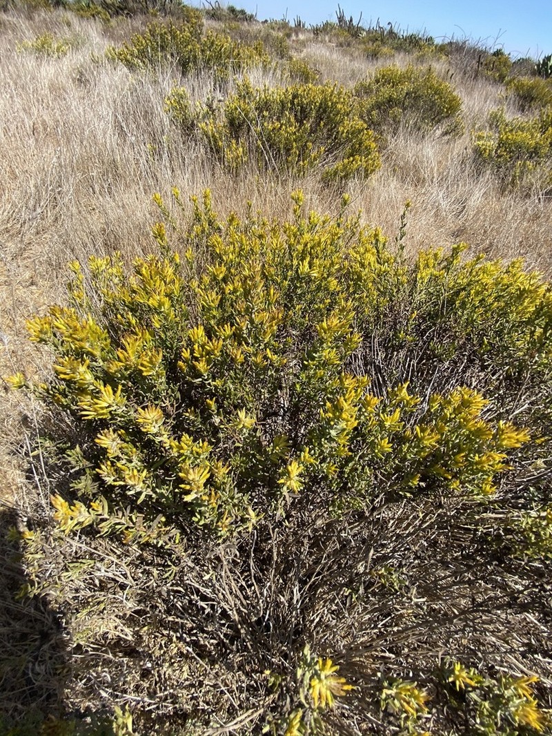 Hazardia ferrisiae