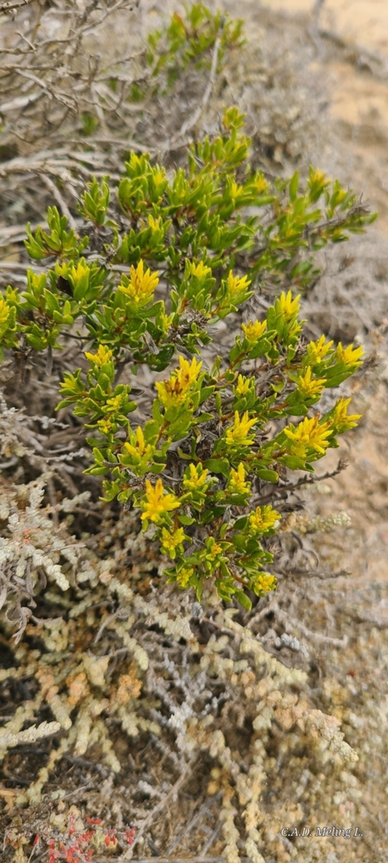 Hazardia ferrisiae photo 2