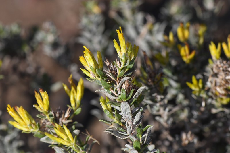 Hazardia ferrisiae photo 3