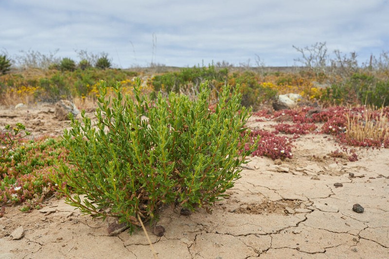 Hazardia ferrisiae photo 4
