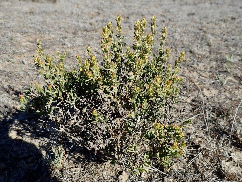 Hazardia ferrisiae photo 5