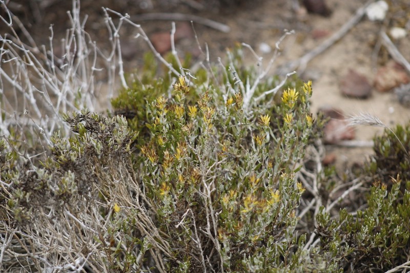Hazardia ferrisiae photo 6
