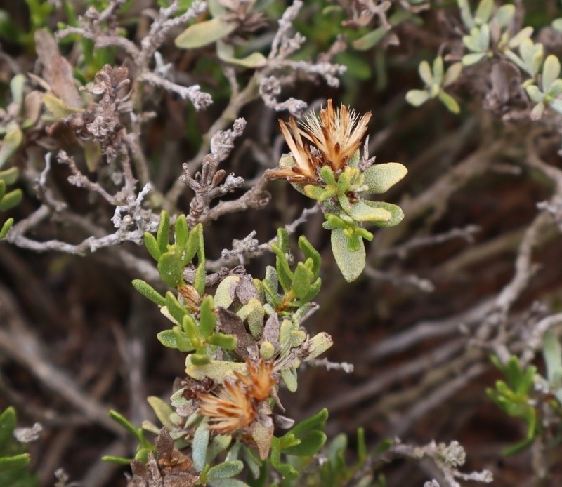 Hazardia ferrisiae photo 7