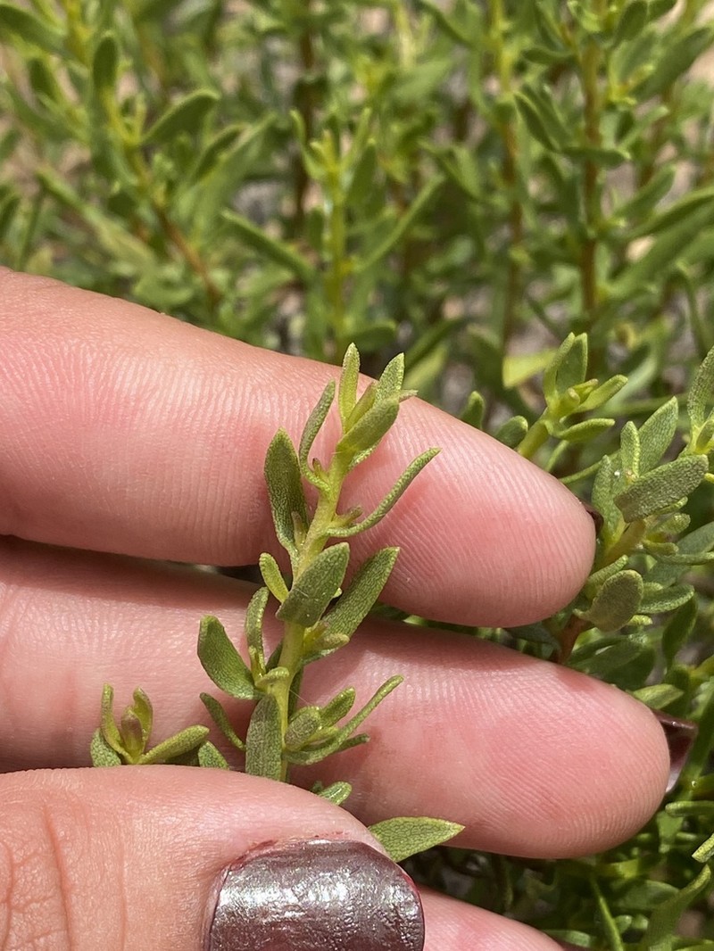 Hazardia ferrisiae photo 8