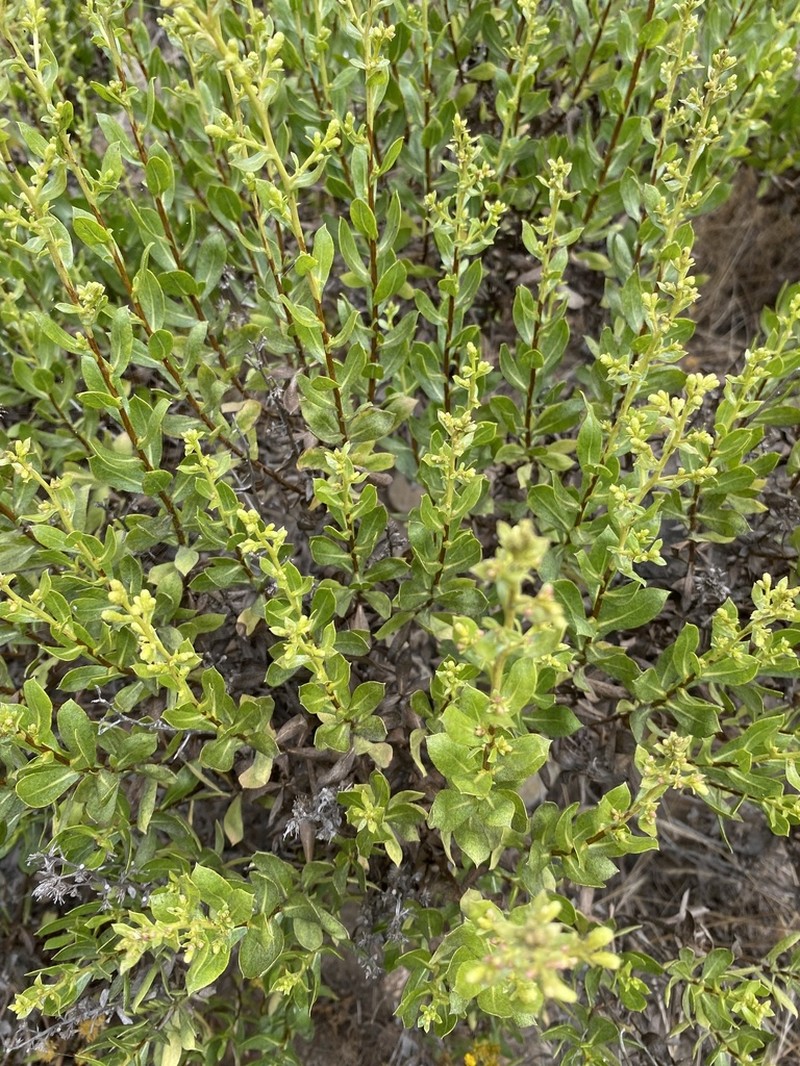 Orcutt's Bristleweed