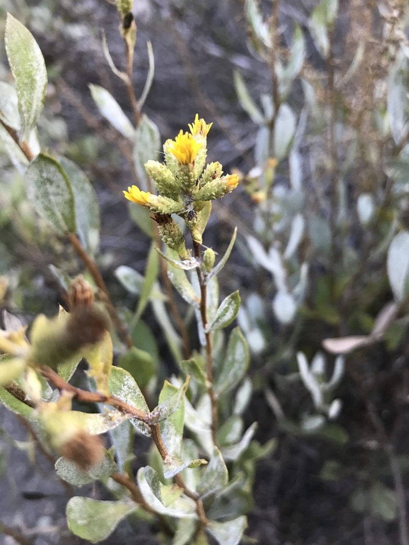 Orcutt's Bristleweed photo 2
