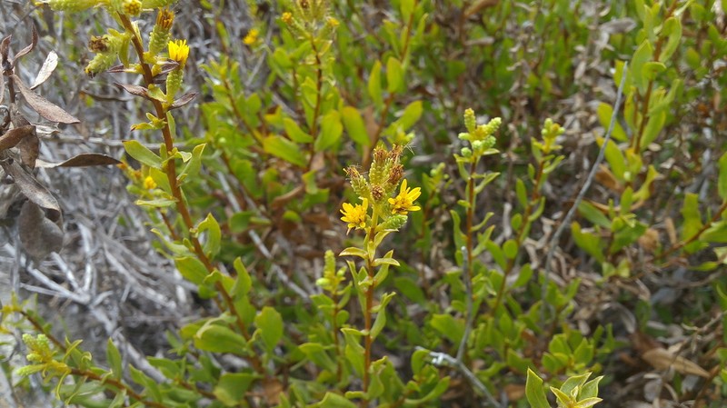 Orcutt's Bristleweed photo 3