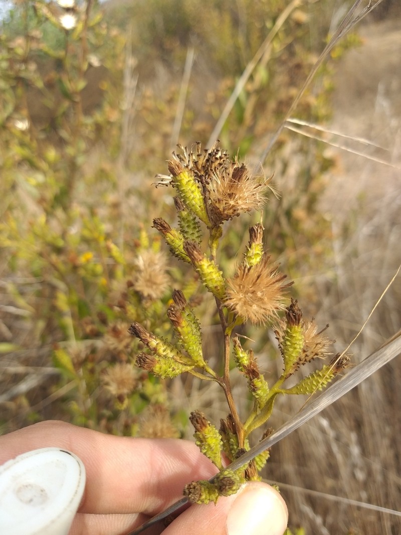 Orcutt's Bristleweed photo 4