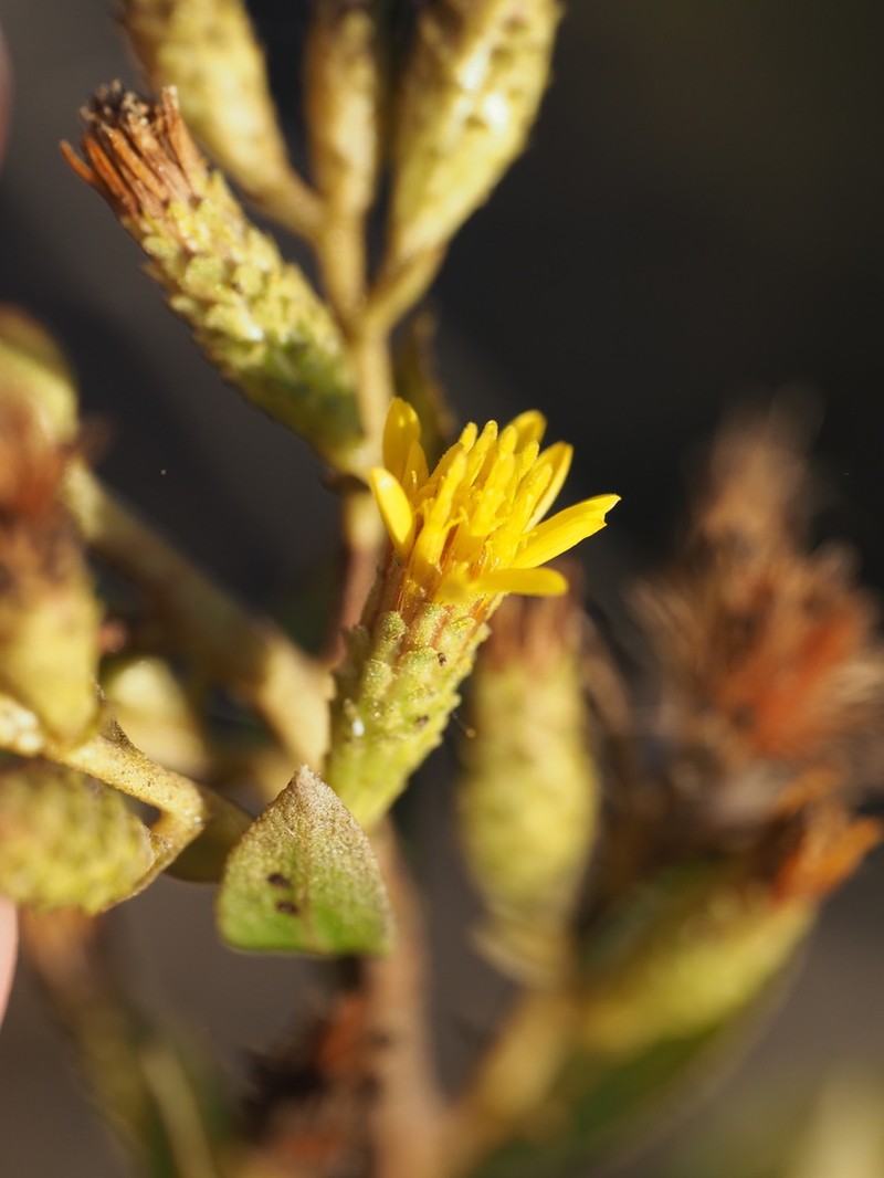 Orcutt's Bristleweed photo 5