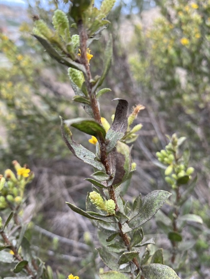 Orcutt's Bristleweed photo 6