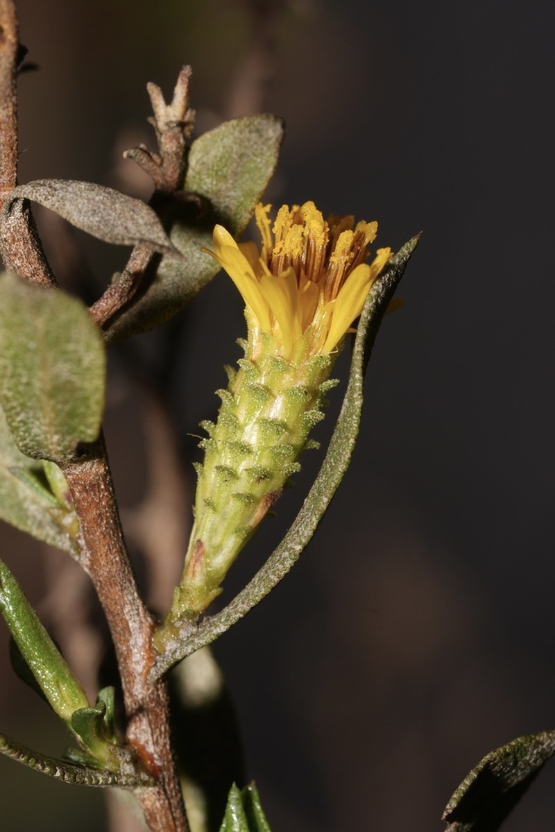 Orcutt's Bristleweed photo 7