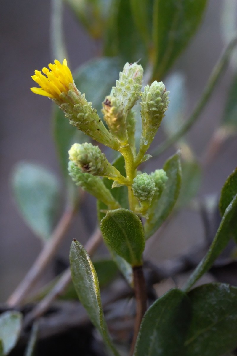 Orcutt's Bristleweed photo 8