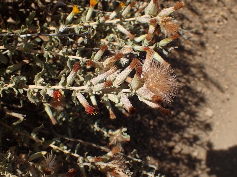 Sawtooth Goldenbush