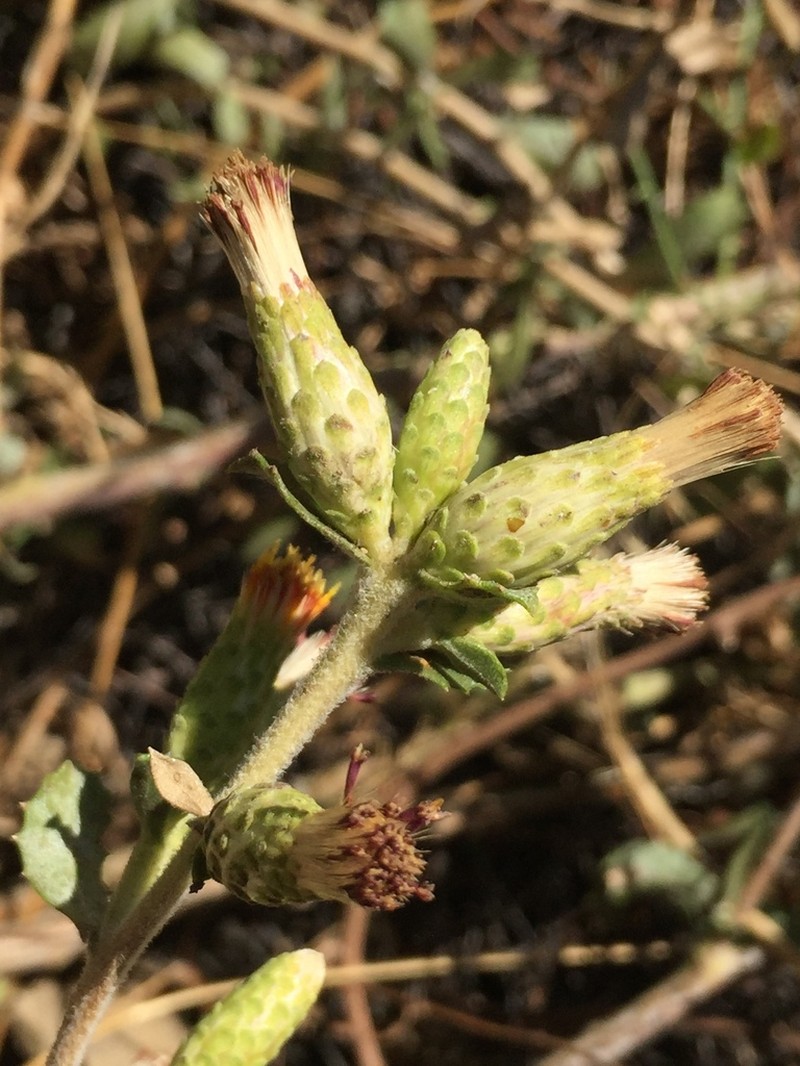 Sawtooth Goldenbush photo 2