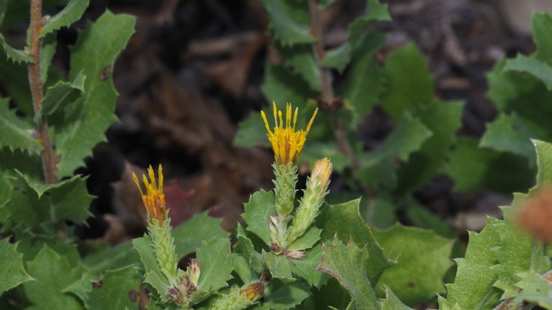 Sawtooth Goldenbush photo 3