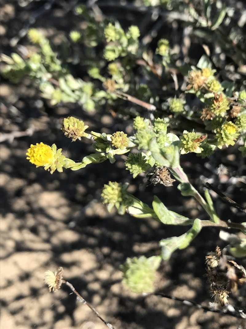 Sawtooth Goldenbush photo 4