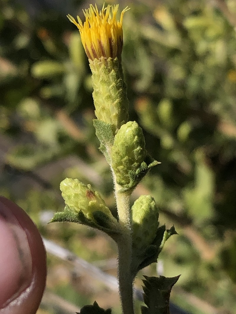 Sawtooth Goldenbush photo 5
