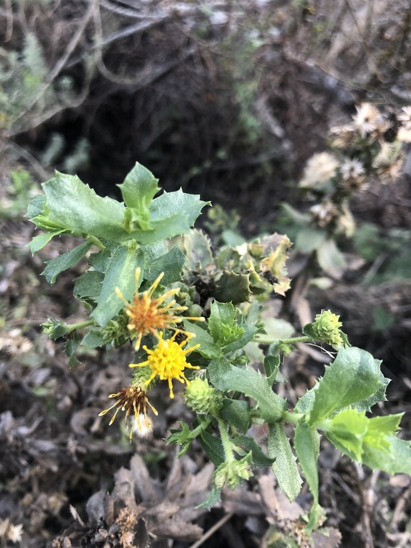 Sawtooth Goldenbush photo 6