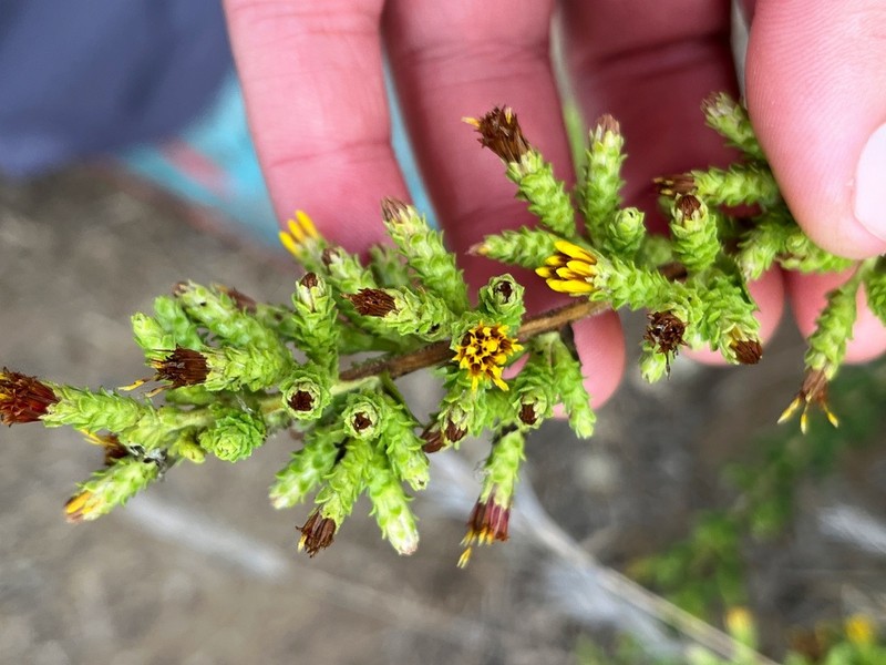 Sawtooth Goldenbush photo 7